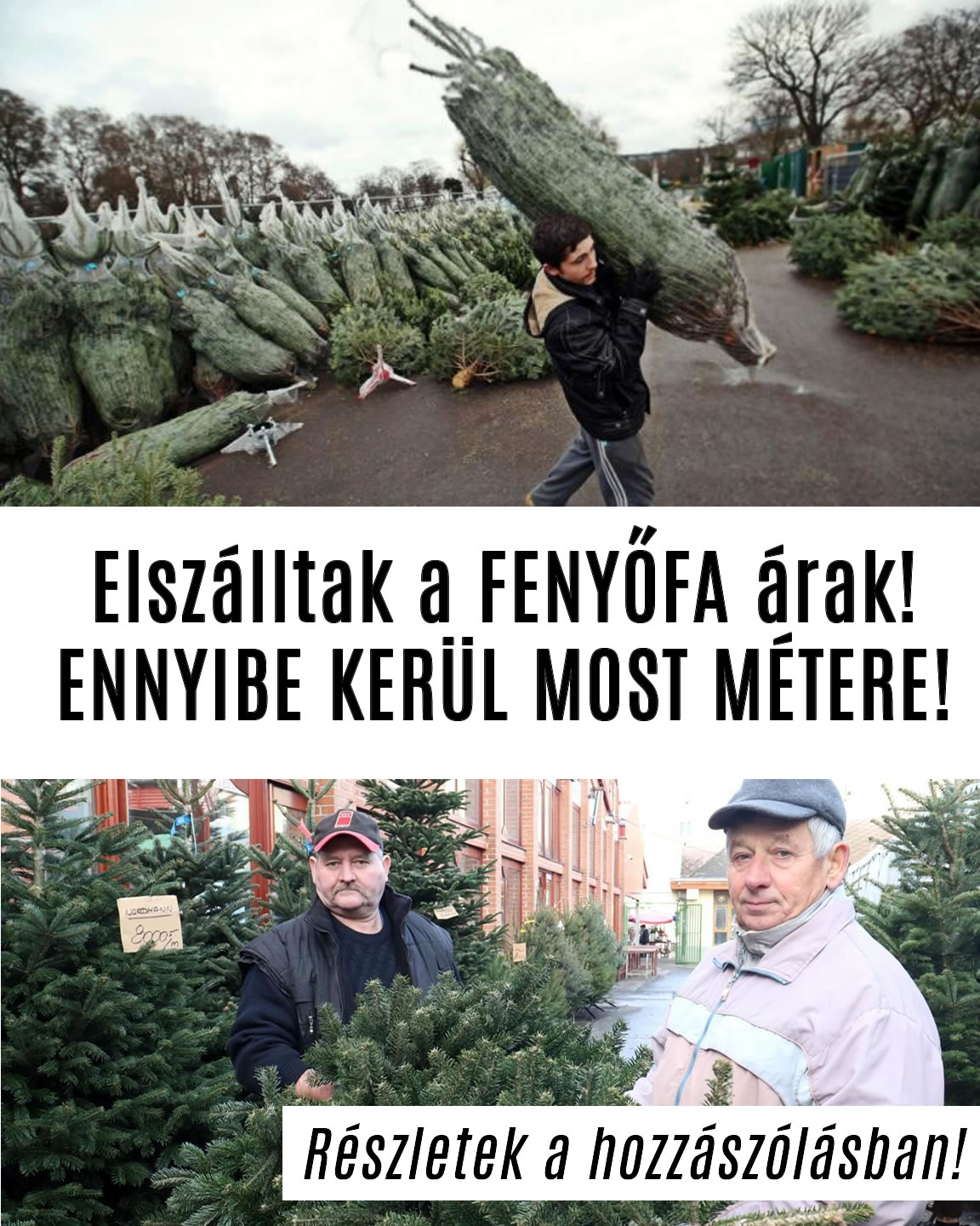 Elszálltak a FENYŐFA árak! ENNYIBE KERÜL MOST MÉTERE!