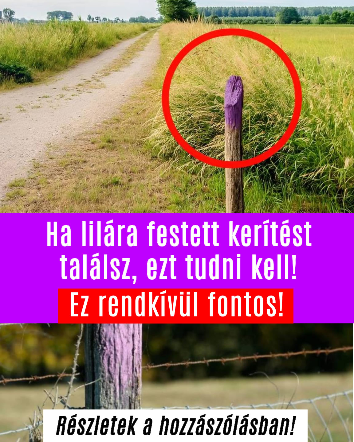 Ez rendkívül fontos! Ha lilára festett kerítést találsz, ezt tudni kell!