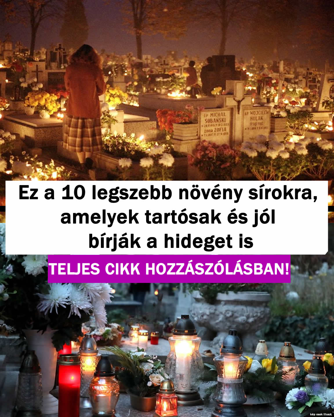 Ez a 10 legszebb növény sírokra, amelyek tartósak